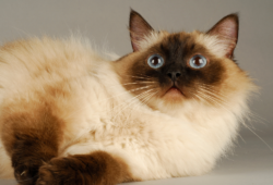 Raças de Gatos