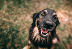Raças de cães