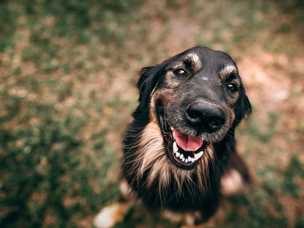 Raças de cães