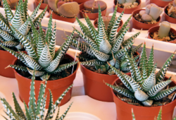 tipos e modelos de cactos