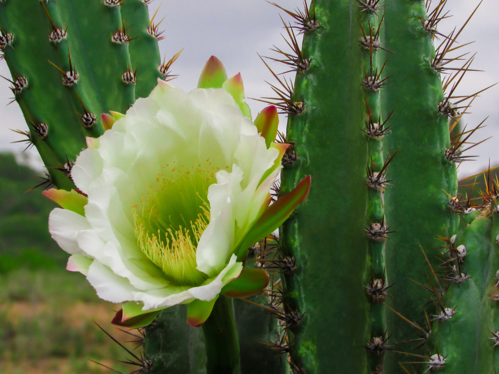 tipos e modelos de cactos